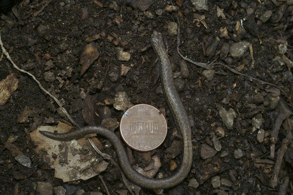 Dentifrice biologique vs dentifrice ordinaire