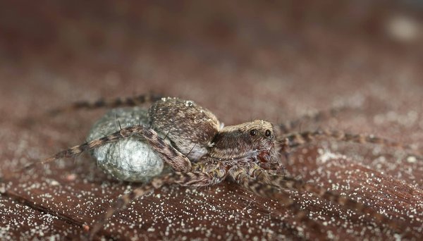Sacs en papier personnalisés imprimés avec le logo de votre entreprise