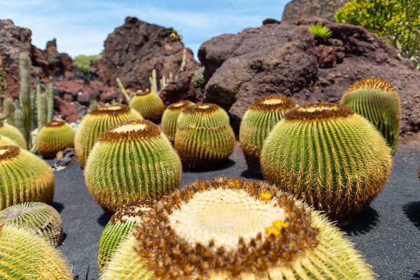 Les avantages de l'installation d'un abri de jardin en bois